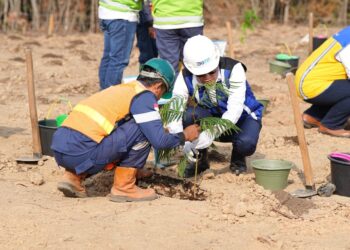 Bukit Asam (PTBA) Kembangkan Energi Biomassa dari Kaliandra Merah