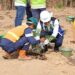 Bukit Asam (PTBA) Kembangkan Energi Biomassa dari Kaliandra Merah
