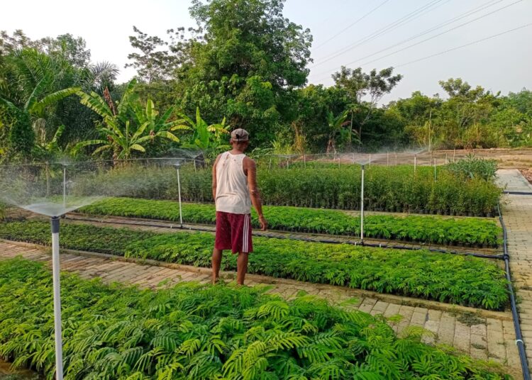 Kisah Sukses Zailani dan Bukit Asam Budidaya Tanaman Berbasis Otomasi